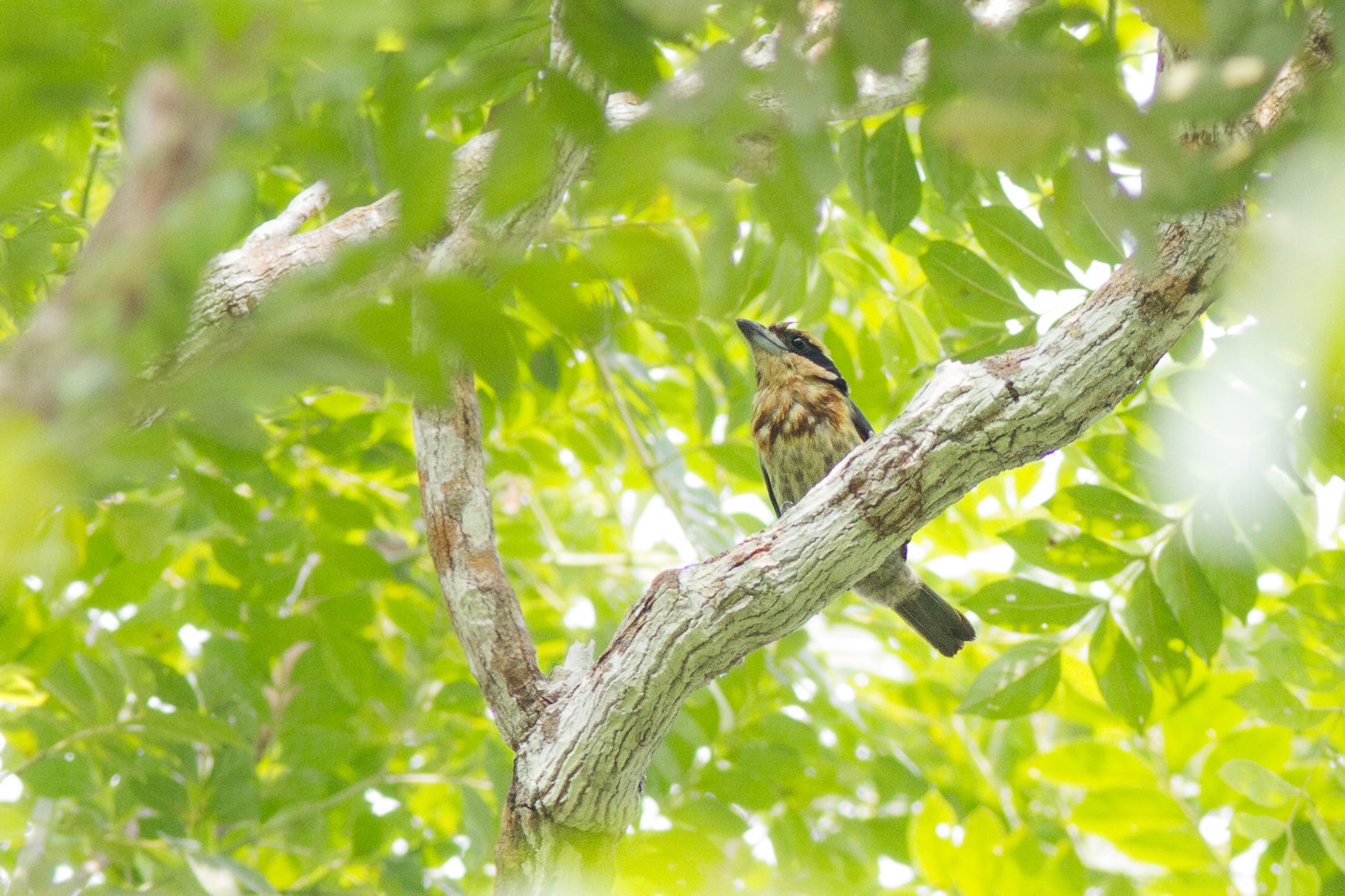 Brown-chested Barbet